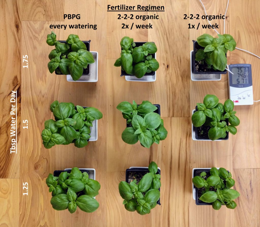 basil testing trial 2 Pennington Market Farm